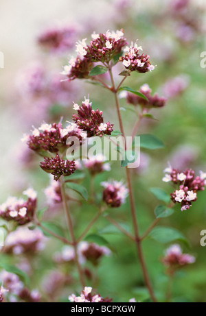 Origanum Vulgare Majoran / Oregano Stockfoto