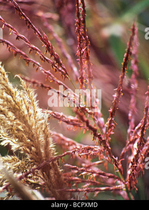 Miscanthus Sinensis 'Sirene' Sirene japanischen Silber Rasen Stockfoto