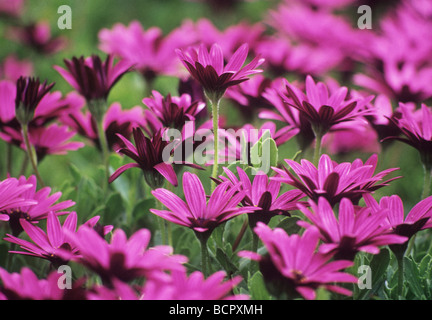 Osteospermum - Vielfalt nicht identifiziert Osteospermum /Cape daisy Stockfoto