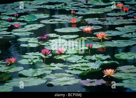 Nymphaea, Seerose, gemischte bunte Blumen und grünen Pads auf der Oberfläche eines Teiches. Stockfoto