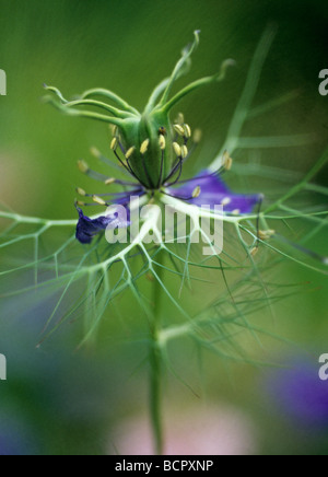 Nigella Damascena-Vielfalt nicht identifiziert Love-in-a-mist Stockfoto