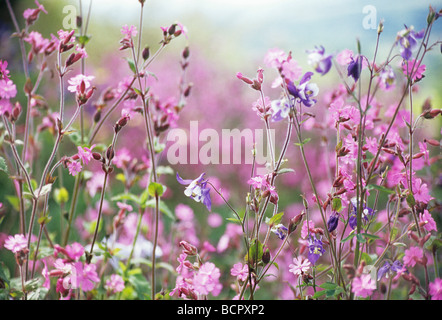 Lychnis Flos-Jovis, Campion, reichlich kleine rosa Blüten auf langen Stielen. Stockfoto