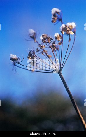 Heracleum Sphondylium Bärenklau Stockfoto