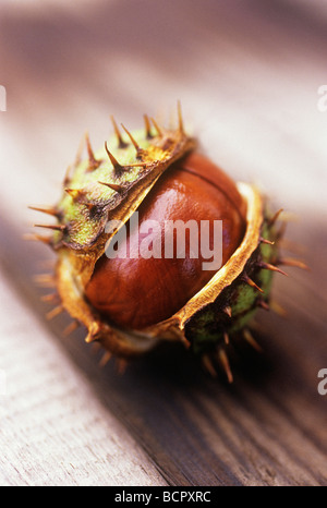 Aesculus Hippocastanum Rosskastanie / Conker Stockfoto