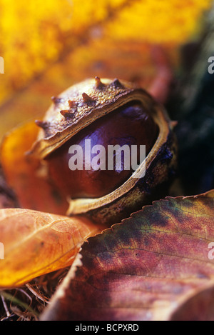 Aesculus Hippocastanum Rosskastanie / Conker Stockfoto