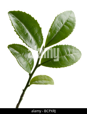 Camellia Sinensis Blätter Teepflanze auf einem Zweig vor einem weißen Hintergrund. Stockfoto