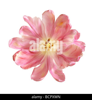 Tulipa - Vielfalt nicht identifiziert Tulip - Papagei-Tulpe Stockfoto