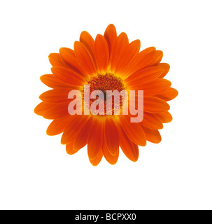 Gerbera - Vielfalt nicht identifiziert Gerbera Stockfoto