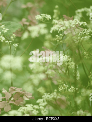 LUNARIA Annua Ehrlichkeit & Kuh Petersilie Stockfoto