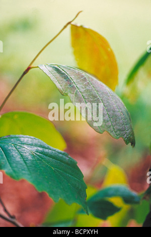 Hamamelis virginiana Witch hazel Stockfoto