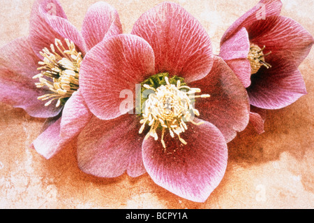 Helleborus Orientalis Nieswurz Stockfoto