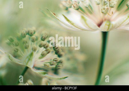 Astrantia große 'Buckland' Astrantia / Sterndolde Stockfoto