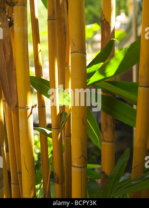 Nahaufnahme von der gelben Bambus Stockfoto