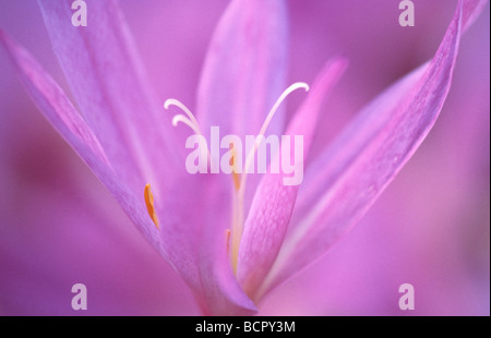 Colchicum Autumnale Herbstzeitlose, Nahaufnahme von lila Blüten auf eine einzelne Blume. Stockfoto