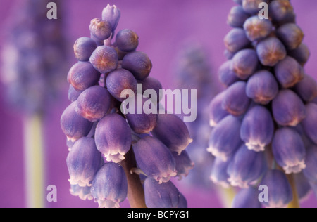 Muscari, Grape Hyacinth, Nahaufnahme von lila Blume Spitzen öffnen einem lila Hintergrund. Stockfoto