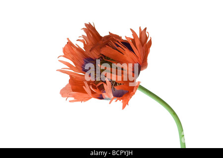 Papaver Orientale 'Curlilocks' Poppy - orientalische Mohn Stockfoto