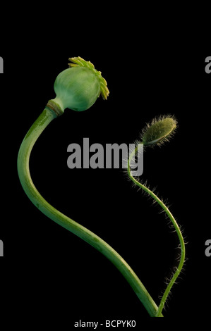 Papaver, Mohn, grüne Knospe und Samenkapsel auf langen gebogenen Stielen vor einem schwarzen Hintergrund. Stockfoto