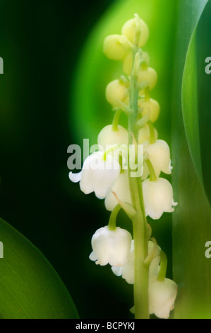 Convallariaarten Majalis Maiglöckchen Stockfoto