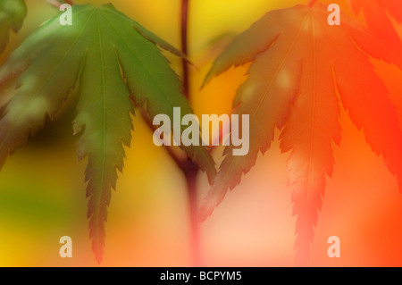 Acer Palmatum japanischer Ahorn Stockfoto