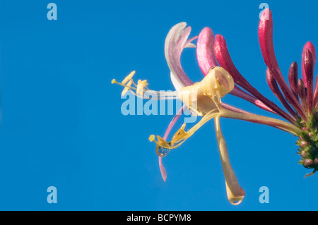 Lonicera Periclymenum Geißblatt Stockfoto