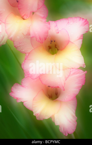 Gladiolen - Vielfalt nicht identifiziert Gladiole Stockfoto