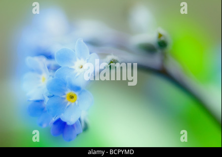 Myosotis Arvensis Vergissmeinnicht Stockfoto