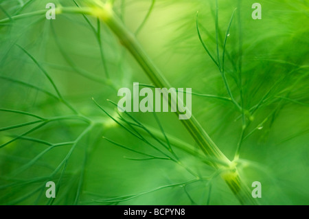 Anethum Graveolens Dill Stockfoto