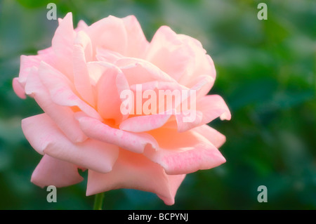 Rosa 'Belindas Traum' Rose Stockfoto