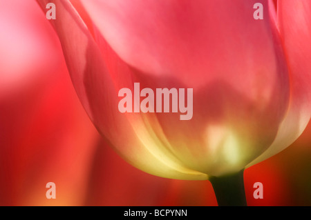 Tulipa - Vielfalt nicht identifiziert Tulpe Stockfoto