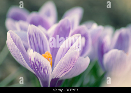 Krokus Crocus Vernus Stockfoto