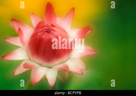 Helichrysum Bracteatum Stroh Blume Stockfoto