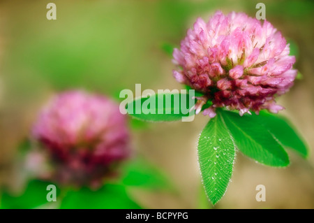 Trifolium Pratense Klee Stockfoto