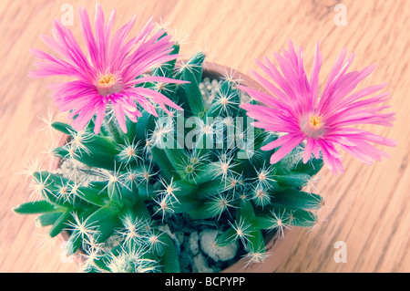 Dorotheanthus - Vielfalt nicht identifiziert Mesembryanthemum Stockfoto