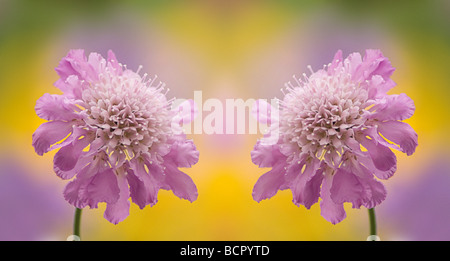 Scabiosa Kolumbarien 'blue Butterfly' Nadelkissen Blume Stockfoto