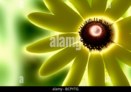 Rudbeckia Hirta Sonnenhut / Black-Eyed Susan Stockfoto