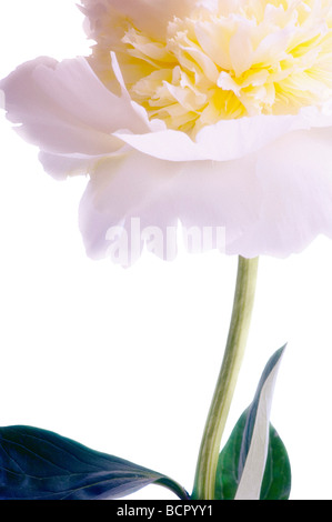 Paeonia Lactiflora Pfingstrose Stockfoto