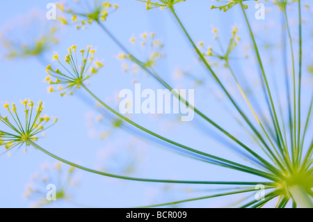 Anethum Graveolens Dill Stockfoto