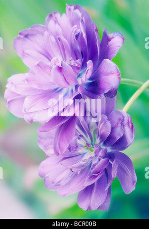 Tulipa 'blaue Spektakel", Tulpe Stockfoto