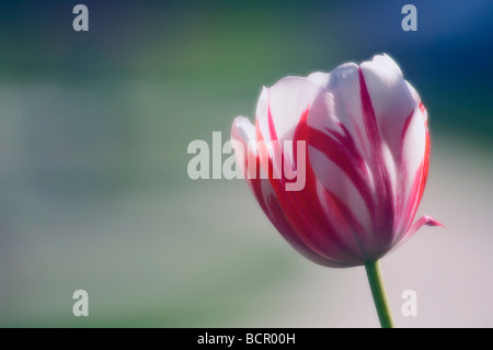 Tulipa Tulpe Stockfoto