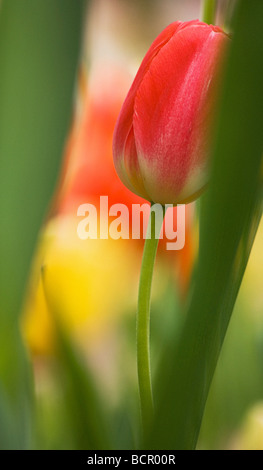 Tulipa Tulpe Stockfoto