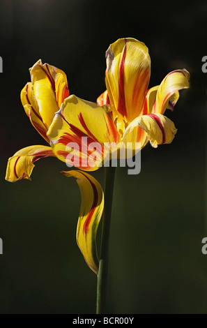 Tulipa Tulpe Stockfoto