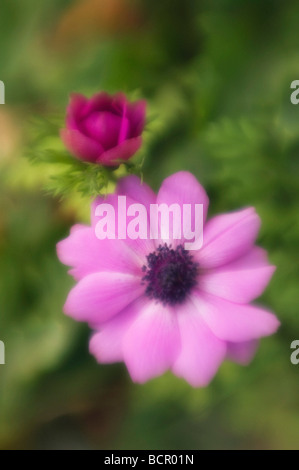 Anemone Coronaria, Anemone Stockfoto