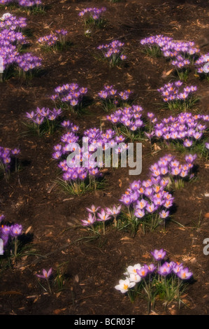 Crocus Vernus, Crocus Stockfoto