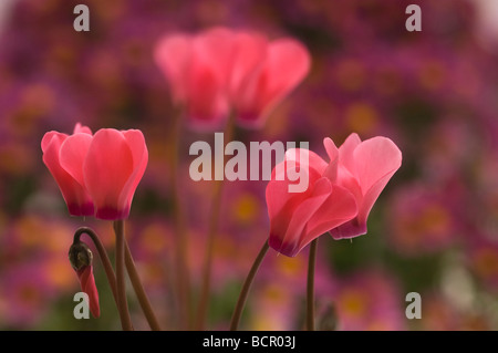 Cyclamen Hederifolium, Cyclamen Stockfoto