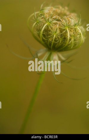 Daucus Carota, Möhre, Wilde Möhre Stockfoto