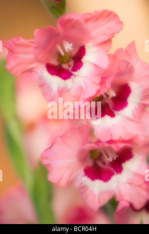 Gladiolen - Vielfalt nicht identifiziert Gladiole Stockfoto