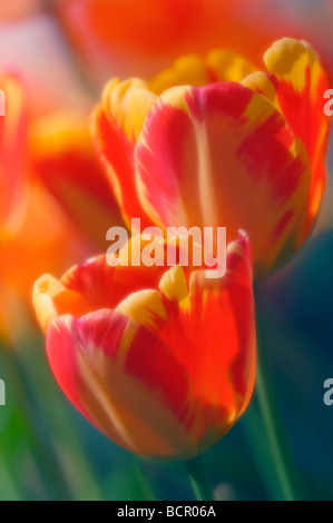 Tulipa - Vielfalt nicht identifiziert Tulpe Stockfoto