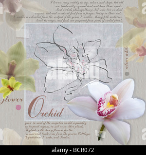 Cymbidium - Vielfalt nicht identifiziert Orchidee Stockfoto