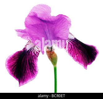 Iris "Magic Man", Iris Stockfoto
