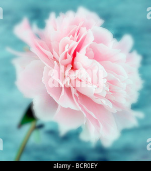 Paeonia Lactiflora 'Sarah Bernhardt', Pfingstrose Stockfoto